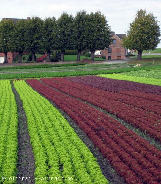 Salatfeld in Moorwerder